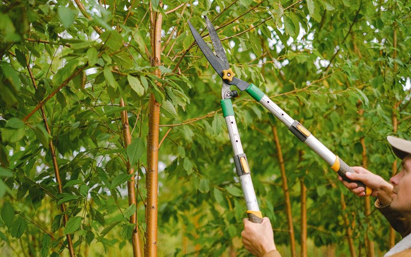 Tree trimming in Veneta, OR